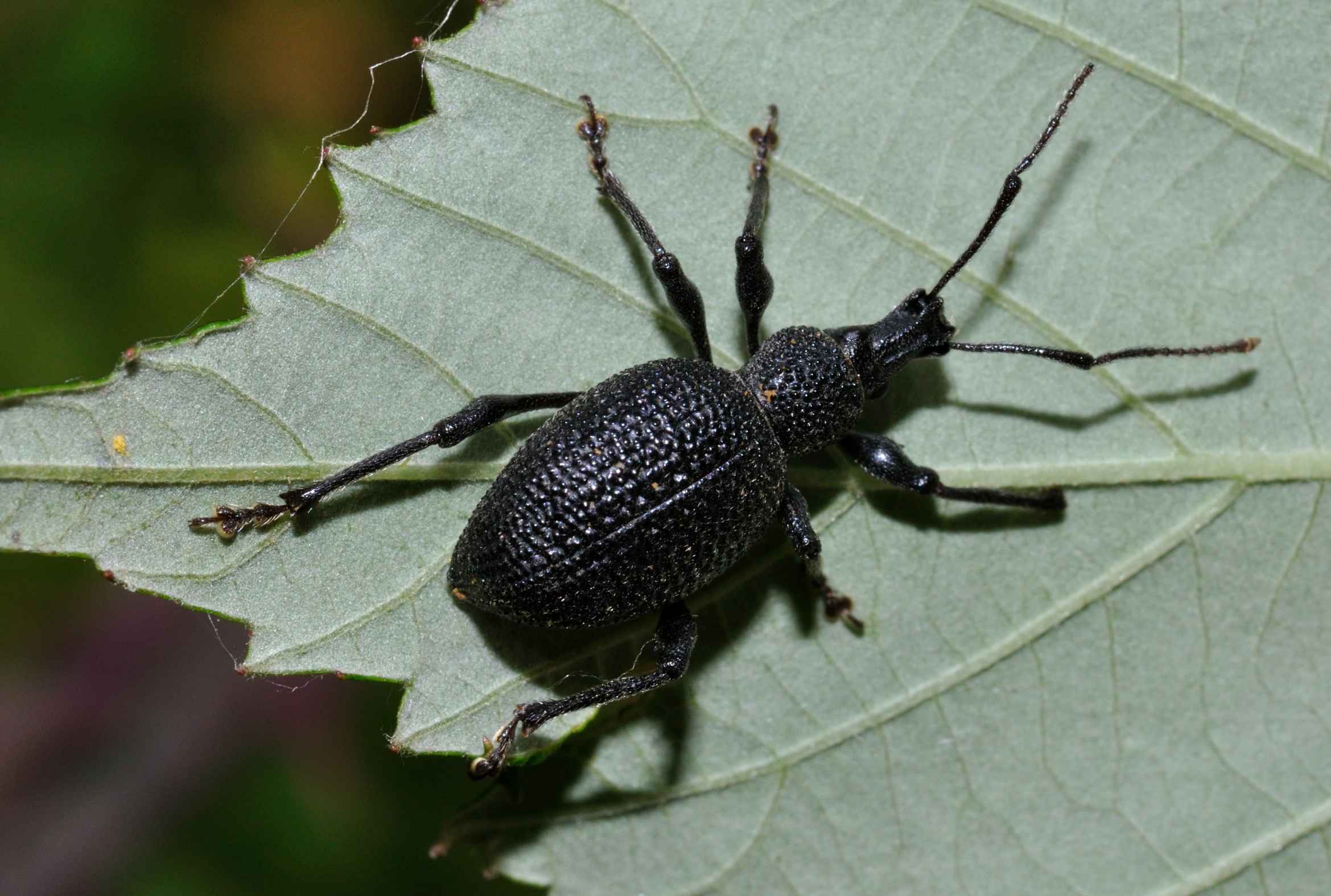 Otiorhynchus cfr armatus